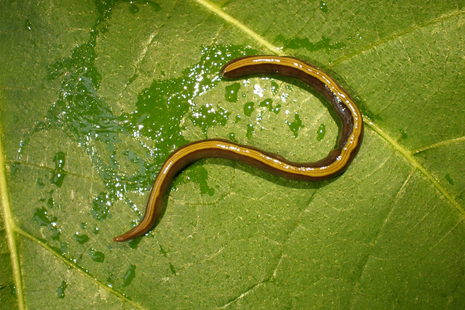 Čtyřnozí pašeráci: Psi a kočky pomáhají šířit invazní ploštěnku